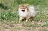 SPITZ ALLEMAND 258